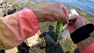 Striper Fishing Cape Cod Canal 85 [upl. by Espy]