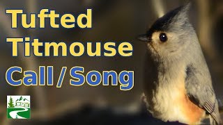 Tufted titmouse call  singing  song  sounds [upl. by Parnas78]