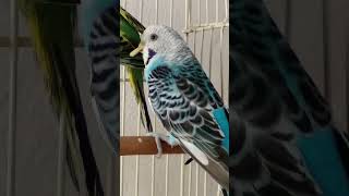 beak keratoacanthoma Hyperkeratosis budgerigar male like a duck he is healthy amp lovely budgie [upl. by Leese]