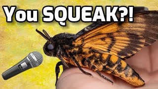 MOTH SQUEAKS ✨DeathsHead Hawk Moth [upl. by Tiersten]