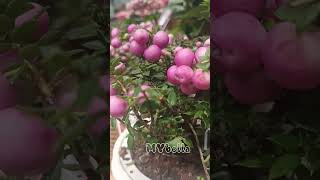 The Gaultheria Mucronata plant yt ytshort ytshortvideo ytplants yt [upl. by Pritchard]