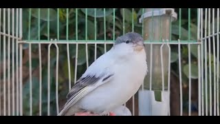 Beautiful Canary Bird Singing Song Non Stop Training Canaries [upl. by Paco]