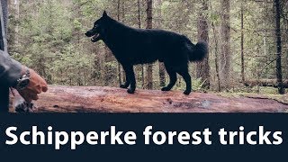 Schipperke tricks in forest [upl. by Ojeibbob]