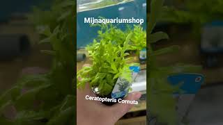 Ceratopteris Cornuta aquarium plants [upl. by Arni]