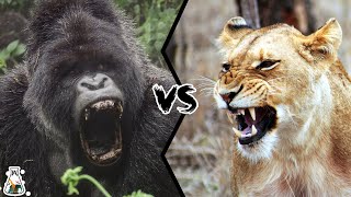 SILVERBACK GORILLA VS LIONESS  Who Would Win A Fight [upl. by Ponton]