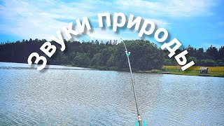 Звуки природы quotВечернее озероquot [upl. by Thoer]