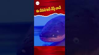 ఈ చేపని టచ్ చేస్తే షాక్ కొడుతుంది \The Electrifying World of Electric Eels [upl. by Kristina176]