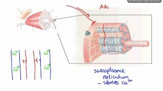 042 How Calcium ion release results in Muscle Contraction [upl. by Ednarb]