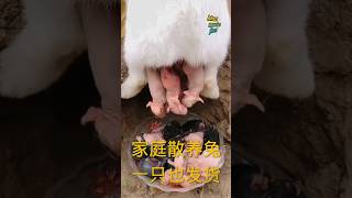 The Rabbit giving birth 😋 khargosh video 📸 rabbit cute pets [upl. by Kiersten]