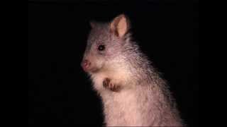 Rufous Bettong [upl. by Eolhc]