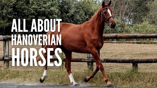 Hanoverian Horses 101 All You Need to Know [upl. by Casper837]