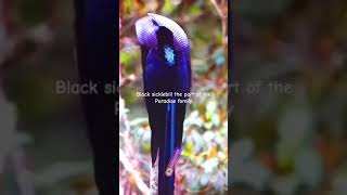 birdsBlack sicklebill the part of the Paradise familybirde 💗💗💗nature birdtwitter viralvideos [upl. by Atteirneh]