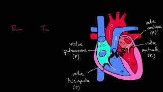 Comprendre la Systole et diastole [upl. by Crompton298]