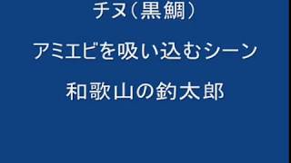 チヌ（クロダイ）が、オキアミを吸い込むように捕食する映像。 黒鯛の食べ方紹介 和歌山釣太郎 [upl. by Miharba]