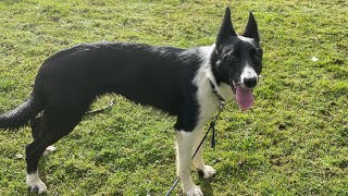 Lot 147 Jet  131124 Farmers Marts Dolgellau Online Sheepdog Auction [upl. by Myles]