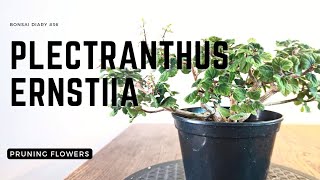 Bonsai Diary 36 Plectranthus ernstii pruning flowers [upl. by Alexandrina]