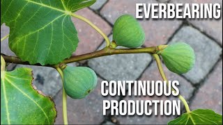 Everbearing Fig Trees How to Make Fig Trees Produce MORE Fruit  CONTINUOUS PRODUCTION [upl. by Aleyak]