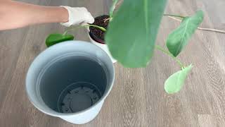 Monstera Repot  Long Aerial Root [upl. by Alle389]