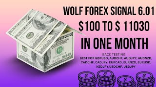 Wolf Forex Signal 601 EA  100 To 11030 In One Month MT4 Back Testing  Best Forex EA Robot [upl. by Donatelli]