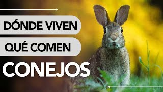 Dónde VIVE el CONEJO🐰 ¿Qué comen realmente 🍽️ [upl. by Klug478]