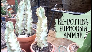 Repotting Euphorbia Ammak Variegated [upl. by Eniamert]