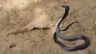 See how Mongoose defeat the huge Black Cobra [upl. by Efren859]