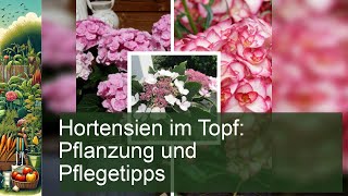 Hortensien im Topf Pflanzung und Pflegetipps [upl. by Hobbs655]