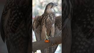 Peregrine falcon is the fastest Can reach up to 380 Kmh 240 Mph 3 times faster than cheetah [upl. by Rikahs889]