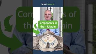 How Does the Midbrain Control Movement and Vision 🧠🔍 [upl. by Aelem]