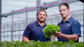 Growing lettuce and herbs with 100 Philips LED grow lights [upl. by Mellar]