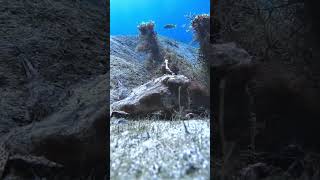 It’s a Batfish adventure explore underwater gopro fish oddlysatisfying weird [upl. by Kemp]