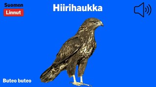 Hiirihaukka  Buteo buteo  Common Buzzard  ormvråk  BUTBUT [upl. by Templeton65]