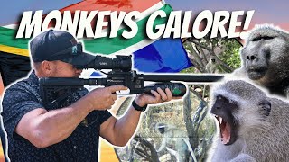 MONKEY MAYHEM IN SOUTH AFRICA airgun airguns [upl. by Roseann570]