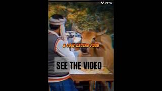 A cow eating food The beauty of Sanatan Dharm shorts short video proudsanatani 🚩🚩 [upl. by Ylliw]