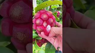 star fruit fruit greengage Jack  Kadsura fruitcutting coccinea fruit step by step 🍊🍒🍓🍓🍍🍞🍅🥐😁💔📡 [upl. by Oirromed349]