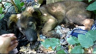 Terrified German Shepherd Puppy Abandoned In The Woods Gets Rescued Just In Time [upl. by Mesics]