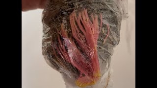 How to propagate Ficus Everest using air layering rooting technique  100 successful rooting [upl. by Ateerys]