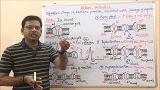 Action Potential  Depolarization  Repolarization  Hyperpolarization  Action Potential Graph [upl. by Darrick]