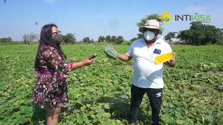 Descubre el Zapallo Loche Tradición y Beneficios del Superalimento Peruano [upl. by Ariik]