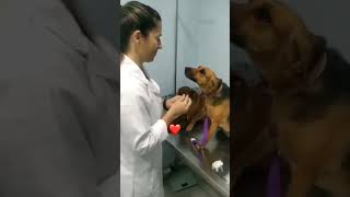 SO SWEET 🐶 🐕‍🦺 song shortsfeed youtubeshorts bollywoodsongs petlovers [upl. by Nnairb4]