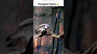 Peregrine falcon vs birds animals [upl. by Natie695]