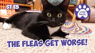 The Flea War Intensifies  S7 E5  Lucky Ferals Vlog  Life With 11 Cats  Cat Video Compilation [upl. by Leirol]