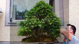 Fagus sylvatica bonsai forest [upl. by Bille]