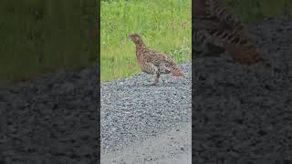 The capercaillie shorts birds birdwatching birdlovers nordic forestbirds nature [upl. by Reube]