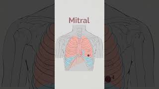 Cardiac Sounds Auscultation areas [upl. by Nyrat170]