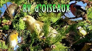 OISEAUX chant de 2 dentre eux [upl. by Barnum]