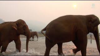 Elephants Across The River To Meet Their Own Human  ElephantNews [upl. by Ahsiekar243]