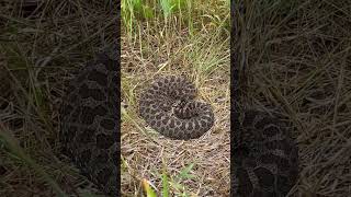 Eastern massasauga rattlesnake [upl. by Ikkin]