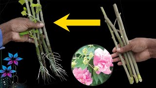 How to grow Hibiscus Mutabili from cutting Confederate Rose [upl. by Barvick423]