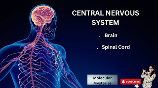 CENTRAL NERVOUS SYSTEM  BRAIN amp SPINAL CORD  PARTS OF BRAIN [upl. by Dupre]